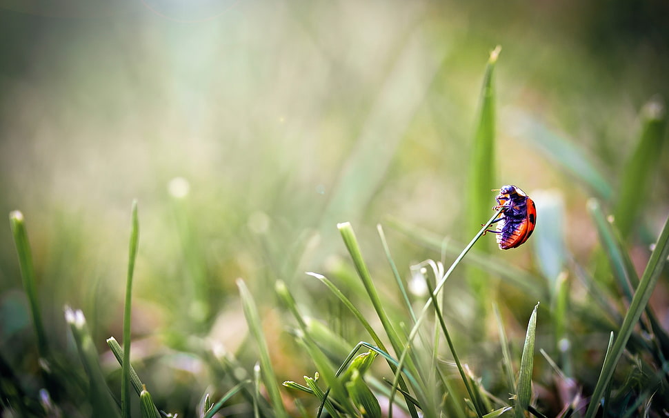 focused photo of ladybug on leaf HD wallpaper